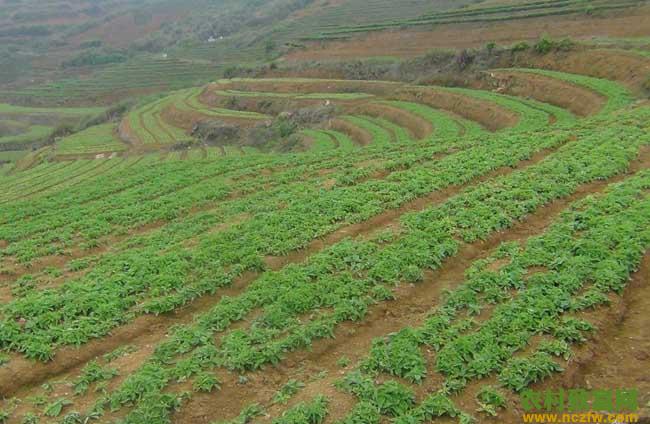 太子参种植的市场前景