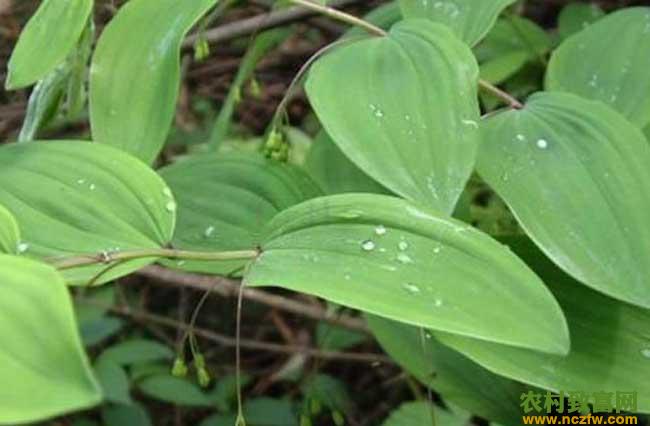 黄精种植技术