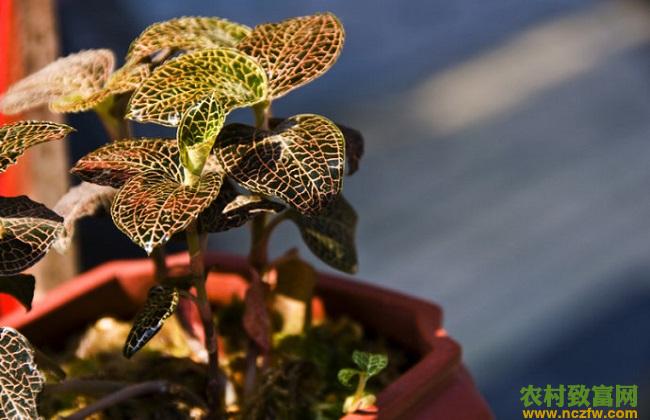 金线莲种植技术