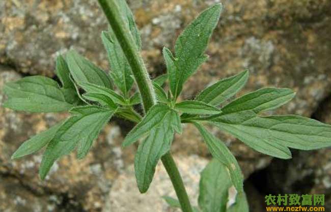 荆芥种植技术