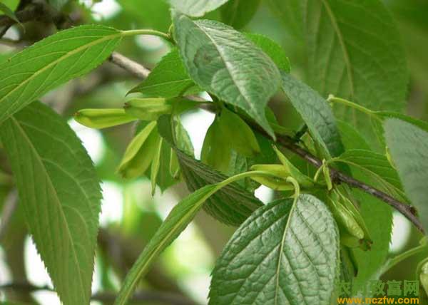 杜仲的种植技术