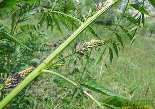 甘草种植技术