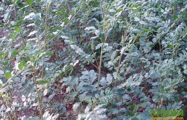 甘草种植技术