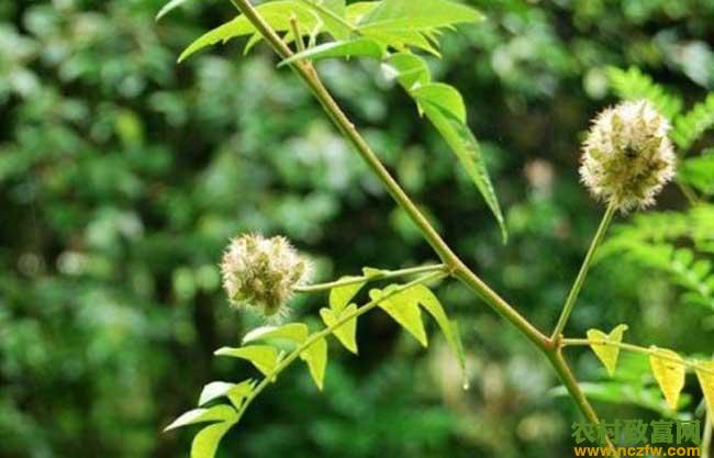 甘草种植技术