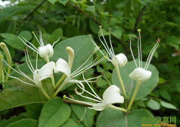 金银花种植前景如何？