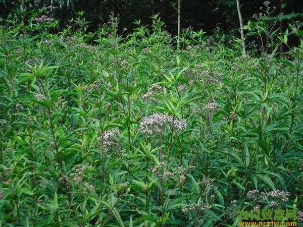 中药材种植技术