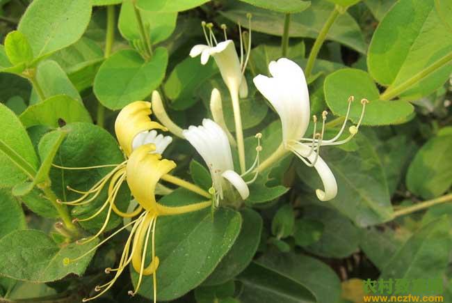 金银花种植前景如何？