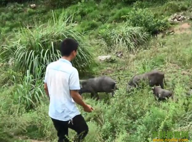 山中放养的这种黑色家猪你有见过吗？猪肉肥而不腻，还很鲜甜