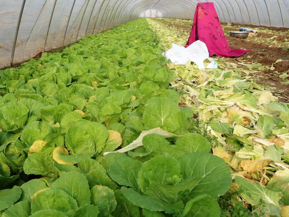 农民种植汤白菜，2亩收入1.5万元，村民们刮目相看