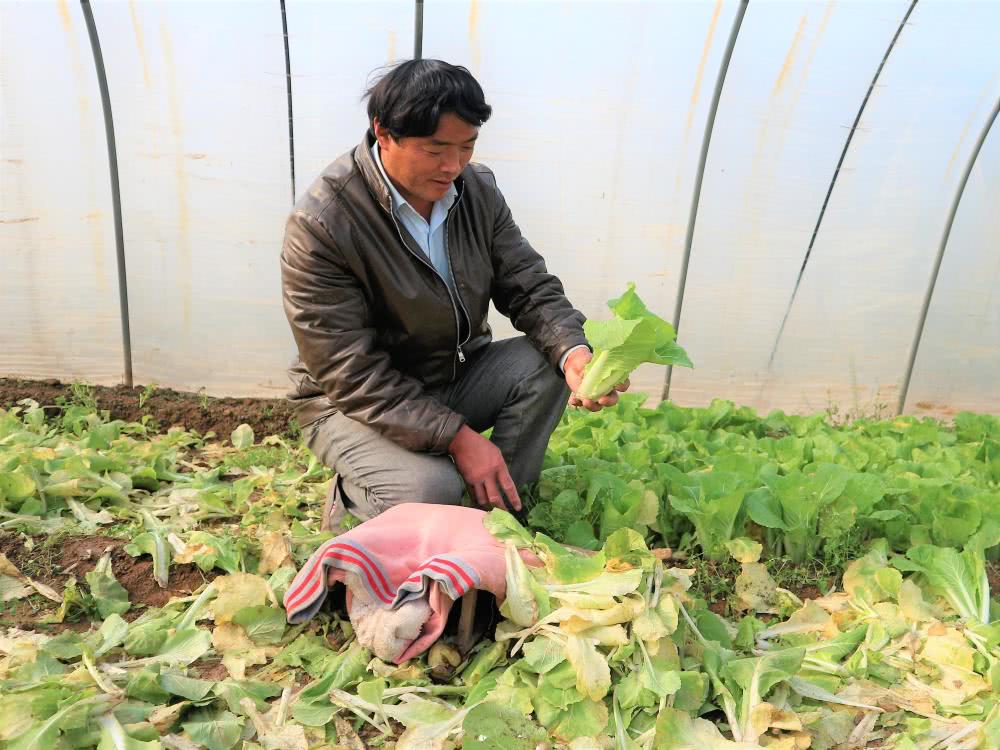 农民种植汤白菜，2亩收入1.5万元，村民们刮目相看