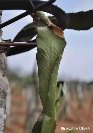 火龙果病虫害防治技术症状图片