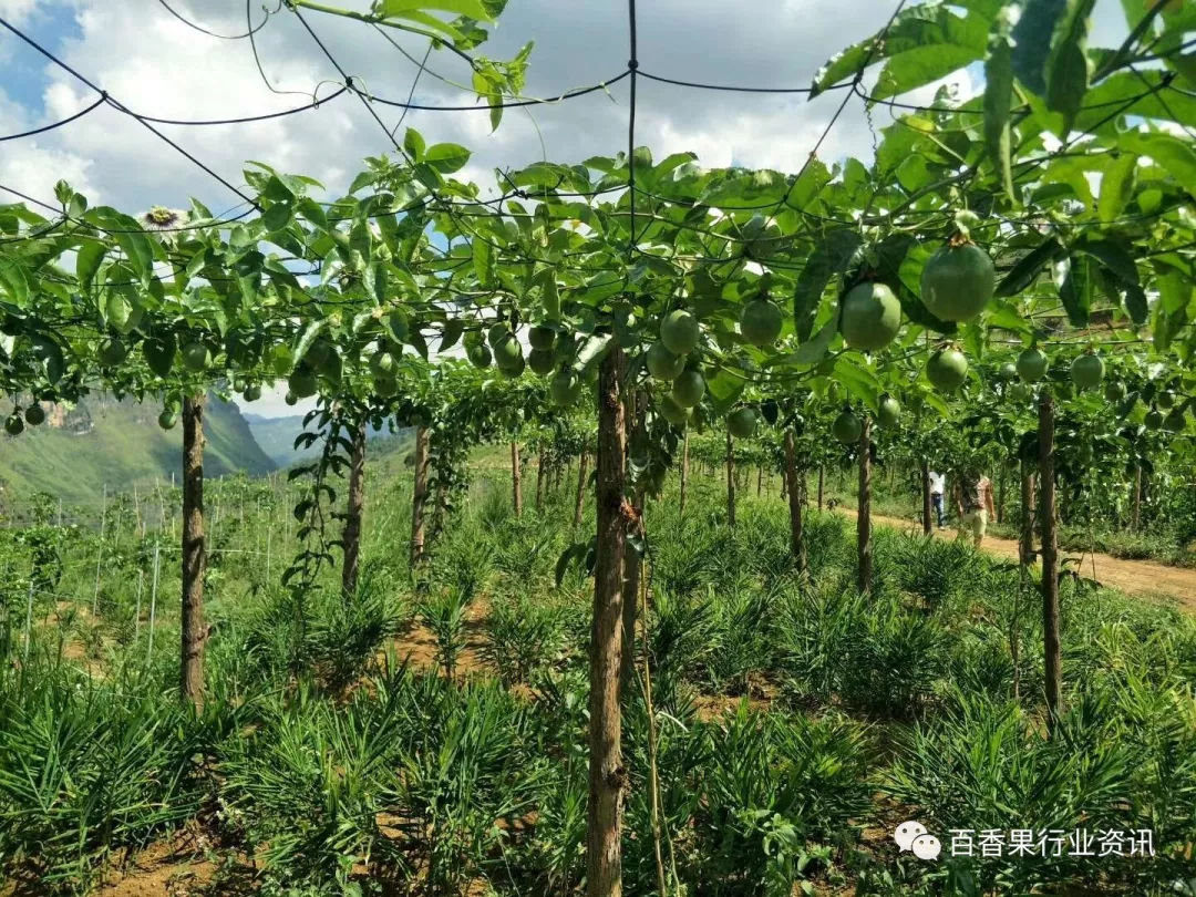 宽城满族自治县人民政府 农业农村 农业农村局开展香菇种植技术下乡服务