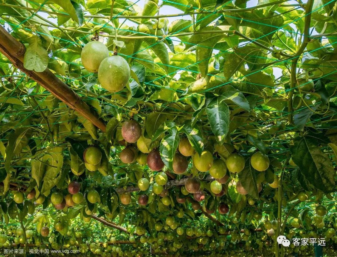 百香果种植亏本了？百香果种植9大坑，你踩了几个？