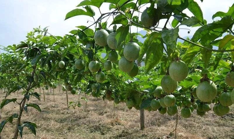 百香果种植栽培技术之百香果种植技术与管理