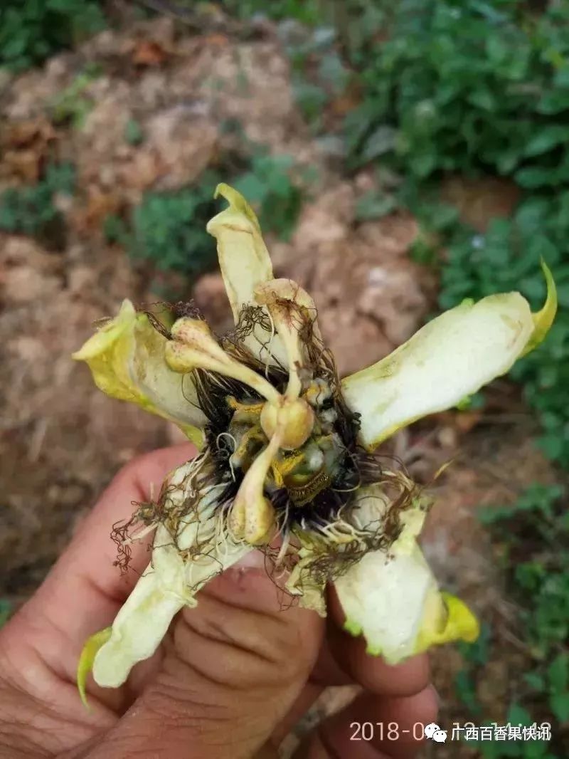 百香果种植的十个冷知识，最后一个你肯定想不到！