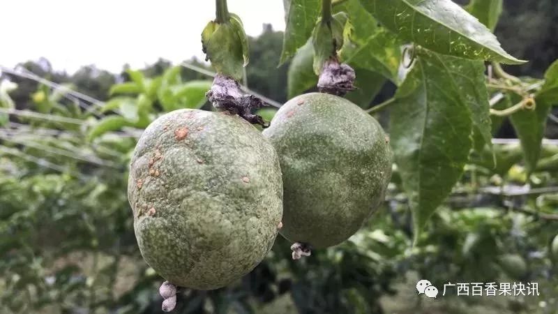 百香果种植的十个冷知识，最后一个你肯定想不到！