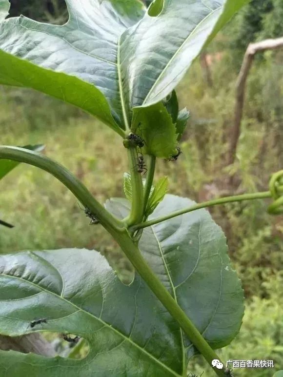 百香果种植的十个冷知识，最后一个你肯定想不到！