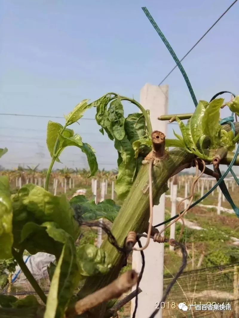 百香果种植的十个冷知识，最后一个你肯定想不到！