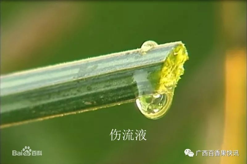 百香果种植的十个冷知识，最后一个你肯定想不到！