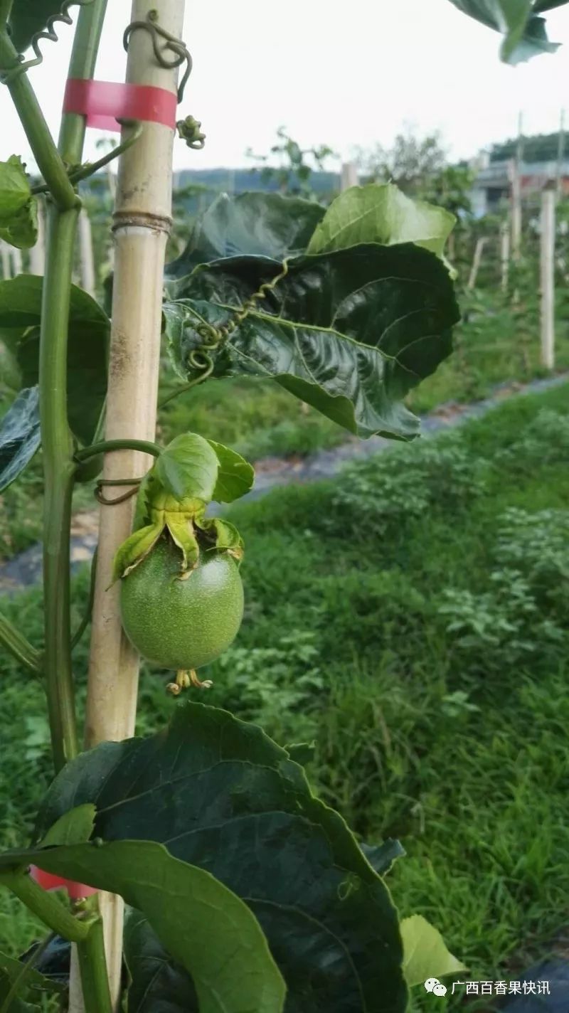 百香果种植的十个冷知识，最后一个你肯定想不到！