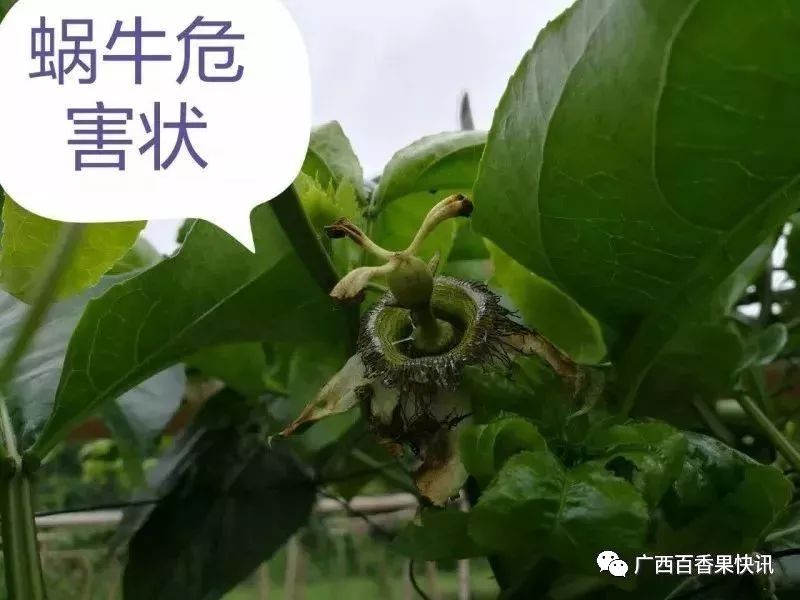 百香果常见花器虫害防治（图文详解）