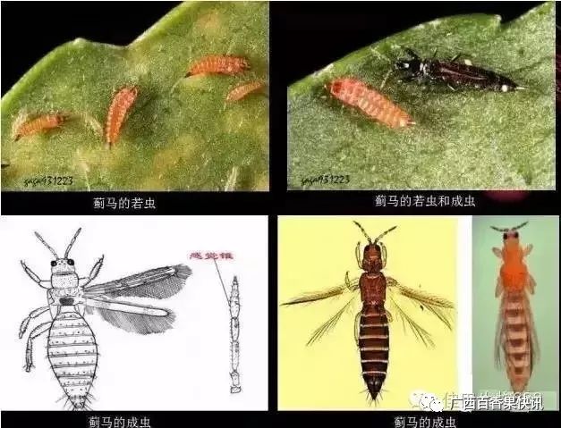 百香果常见花器虫害防治（图文详解）