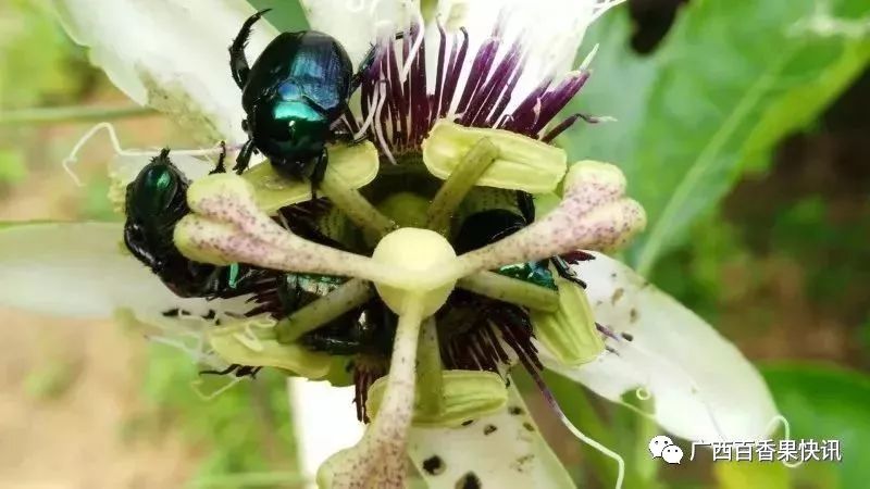 百香果常见花器虫害防治（图文详解）