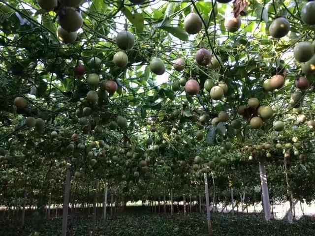 如何种好百香果？