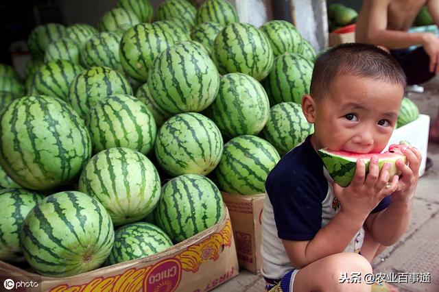 农村有一种高产西瓜，只需要种一粒，就能吃够整个夏天！
