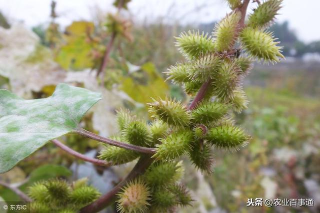 从事养殖业，要懂得巧用妙招！养鸡用上苍耳子，是一个秘诀！