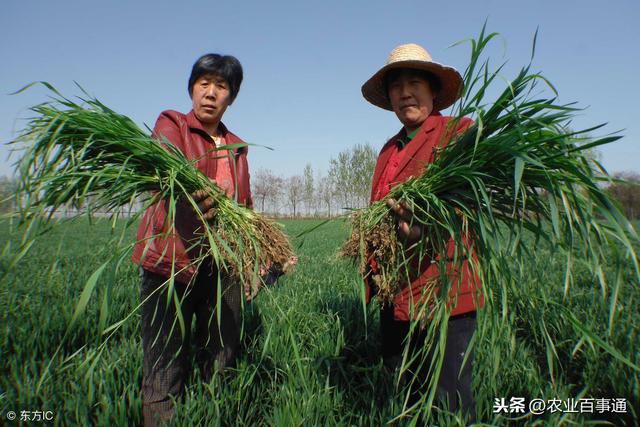 小麦的杀手——节节麦!到底该如何防治根除?这是最后一次机会了!