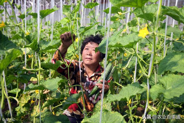 黄瓜停滞不长怎么办?番茄空洞果怎样防治?很多农民都被难住了!