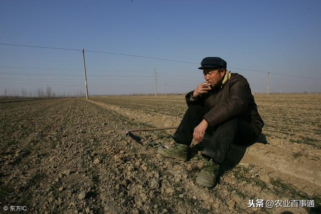 黄瓜停滞不长怎么办?番茄空洞果怎样防治?很多农民都被难住了!