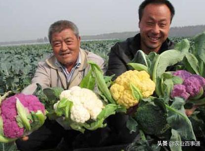 为什么普通的花菜只要几块钱一斤,彩色花椰菜这个花菜能卖到几十块钱一斤?
