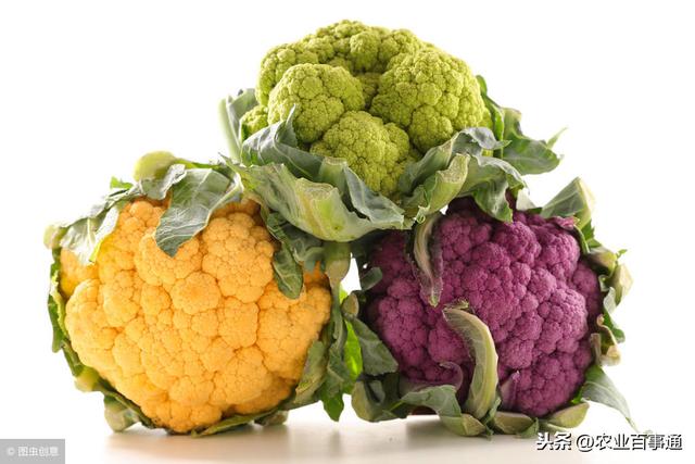 为什么普通的花菜只要几块钱一斤,彩色花椰菜这个花菜能卖到几十块钱一斤?