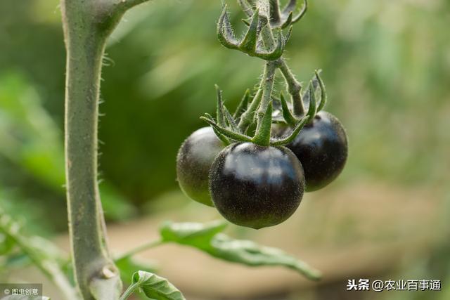 黑番茄这个番茄可真不一般!营养价值高,价格高!外表却很低调!