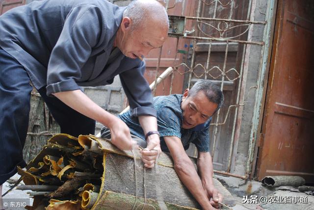 杜仲:简直神奇,当真有人让普通的树,变成“摇钱树”!