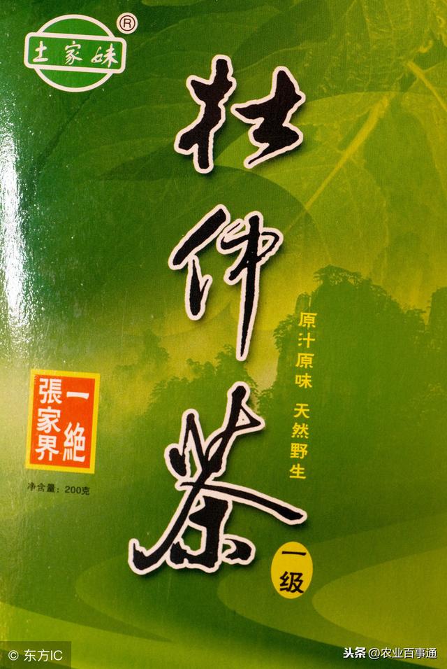 杜仲:简直神奇,当真有人让普通的树,变成“摇钱树”!