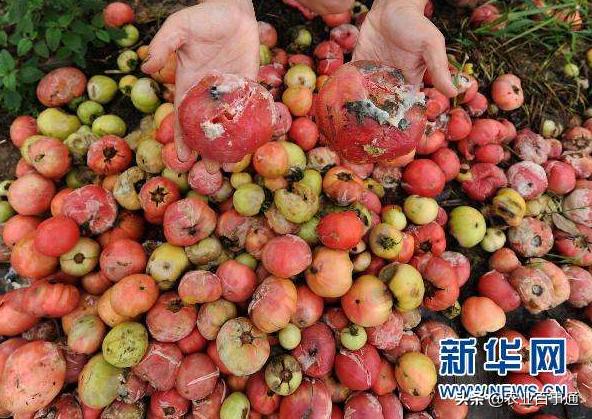 南方阴雨天气不断持续,蔬菜病害严重,菜农该如何防治应对?
