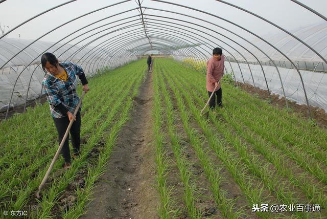 南方阴雨天气不断持续,蔬菜病害严重,菜农该如何防治应对?