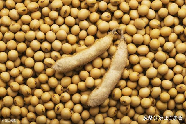 要想大豆能长好,这样管理培育,保证高产增收!
