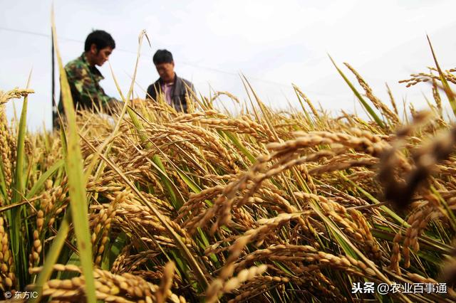 要想大豆能长好,这样管理培育,保证高产增收!