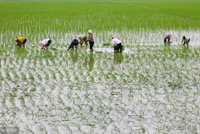 为什么杂交水稻能提高产量？很多稻农表示不解！