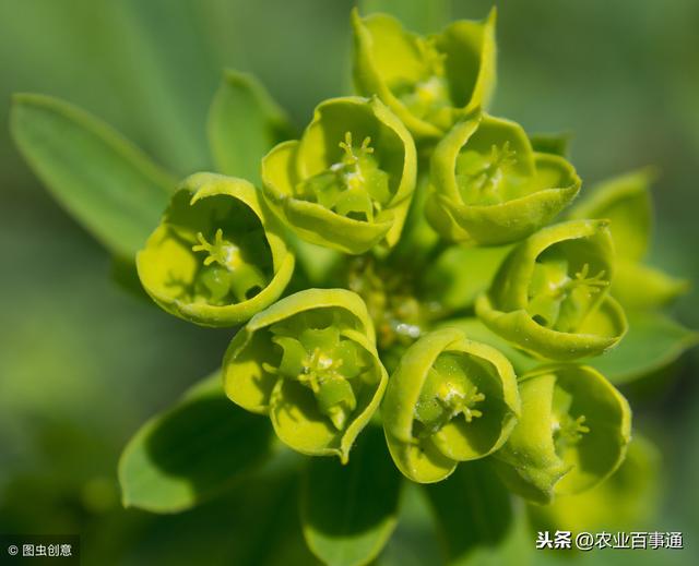 农村有一种野草:泽漆,被医学界赞誉为"神药",能缓解癌症疼痛!