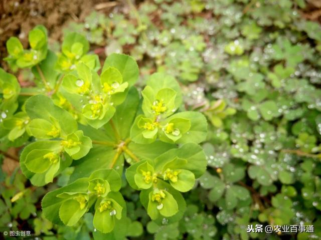 农村有一种野草:泽漆，被医学界赞誉为“神药”，能缓解癌症疼痛！