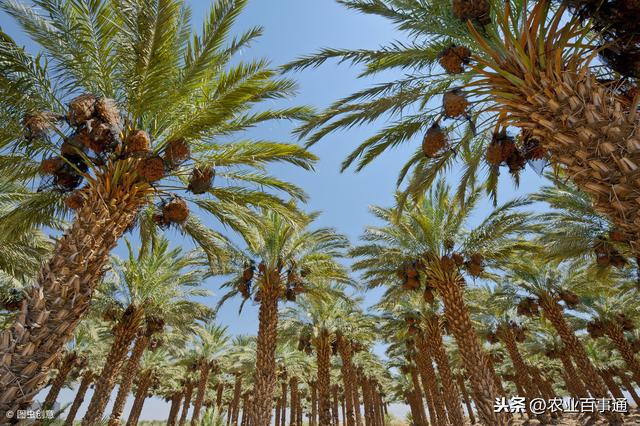 椰枣:农村这个果子不常见,很多人不认识,但却对肝脏有保护作用!