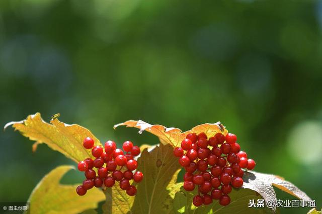 农村有一种野果：蛇莓，很多农民认为有毒，其实药用价值极高！