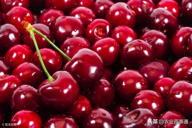 车厘子为什么那么贵,6元一颗的车厘子究竟为何这么贵?