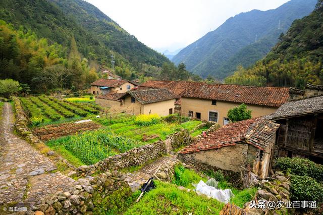 农村这个不起眼的野草:竹节参，它的根竟然能卖到200元/斤！请好好珍惜！