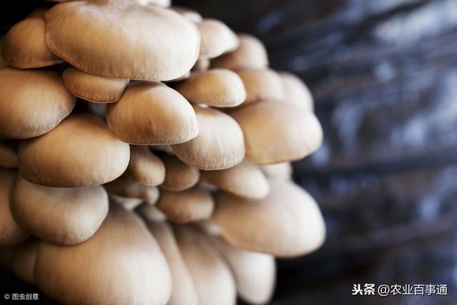 小蘑菇大致富！依靠种植蘑菇，一跃成为全县万元户最多的村！